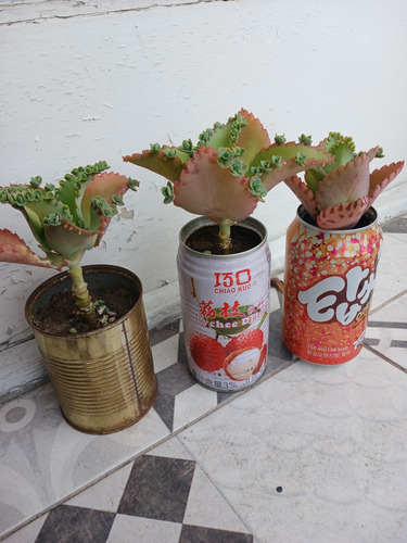 Lote X3 Kalanchoe Cactus Suculenta Planta En Latas Interior