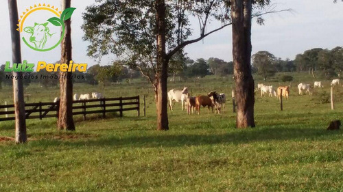 Imagem 5 de 14 de Fazenda À Venda Em Nioaque - Ms - De 463,57 Hectares (pecuária) - 1665