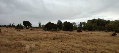 Imagen 2 de 11 de Vendo - Campo De 67,69 Ha Camino Maullin A Carelmapu