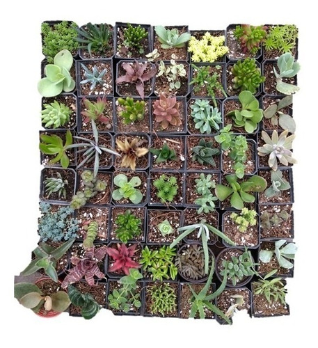 Imagen 4 de 6 de Suculentas Pack 50 Pzas. Mix