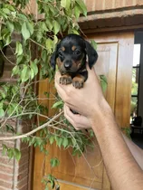 Comprar Hermosos Dachshund Salchichas Cachorro Mini