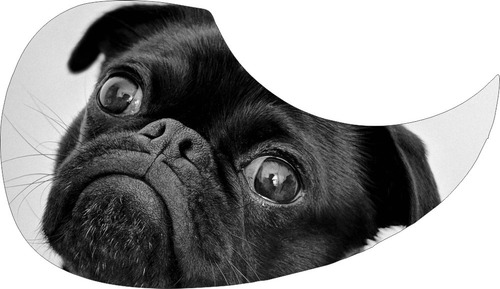 Escudo Palheteira Resinada Violão Aço Sônica Pug