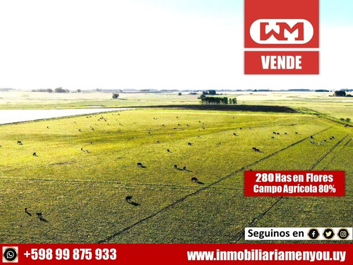 Venta Campo Flores 280 Has Agrícola 83% Coneat Alto