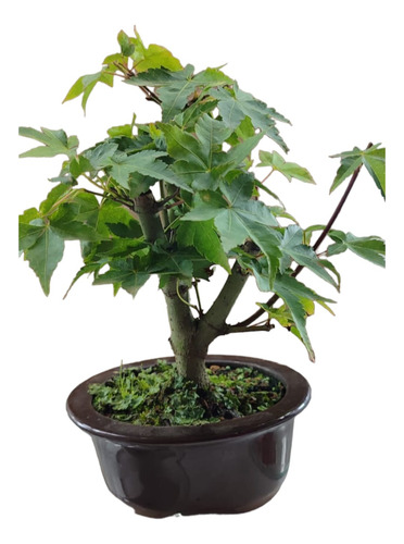Bonsai Acer Palmatum. Com Vaso De Porcelana