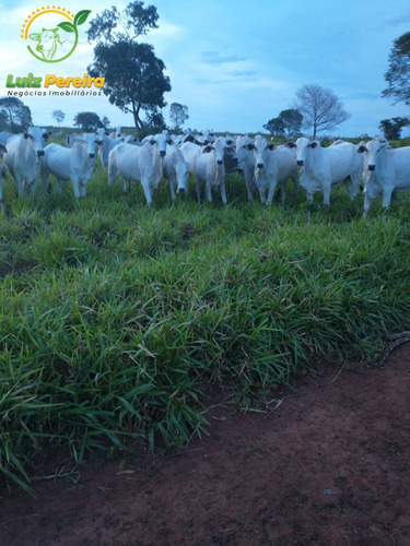 Imagem 7 de 15 de Fazenda À Venda Em Pindorama Do Tocantins - To-de 207 Alqueirões (pecuária) - 1693