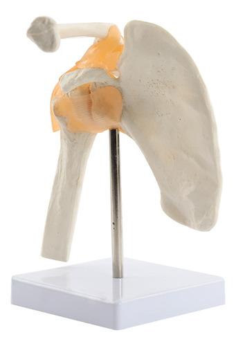Modelo De Anatomía Funcional De La Articulación Del Hombro H