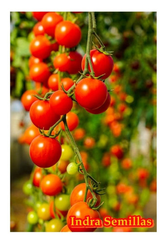 Tomate Cherry Rojo Italiano Superproduccion 6000 Semillas
