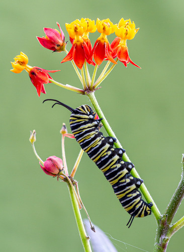 Alimento Para Mariposas - Asclepia Curassavica
