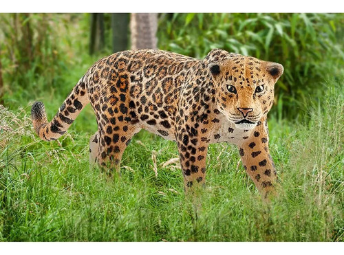 Figura Animales Jaguar 14769 Schleich Trex