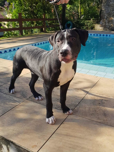 Pit Monster