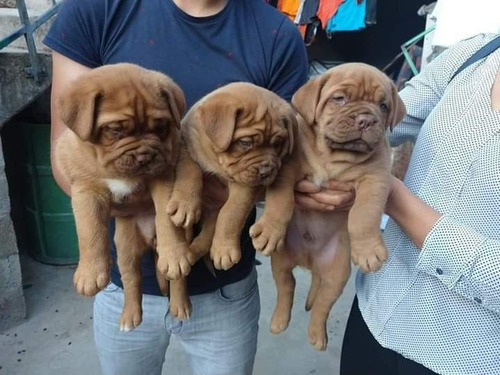 Cachorros Dogos De Burdeo