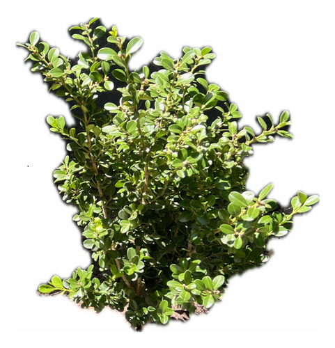 Planta Cerco Vivo Buxus Siempre Verde Arbusto Oferta