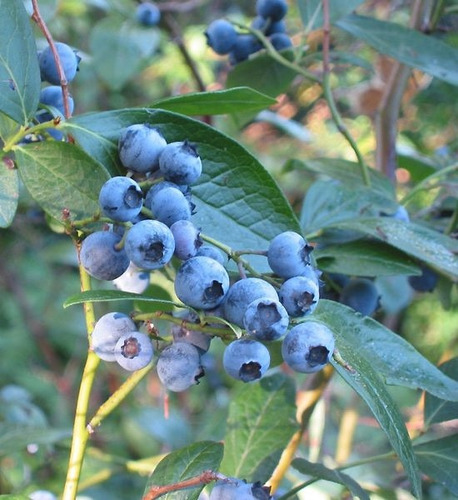 Arbusto De Arandano Azul Planta, Arbol, Para Maceta O Jardin | Meses sin  intereses