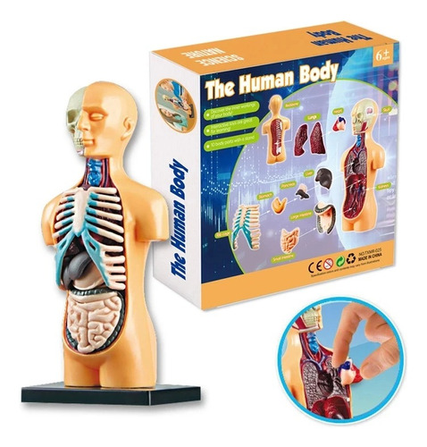 El Cuerpo Humano Txmr-025 Teng Xin