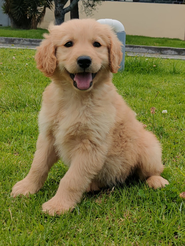 Cachorros Golden Retriever 