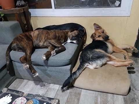 Imagen 5 de 5 de Guarderia Canina El Club Del Can Por Veteacasa