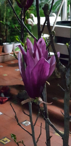 Magnolia Liliflora Purpura | MercadoLibre