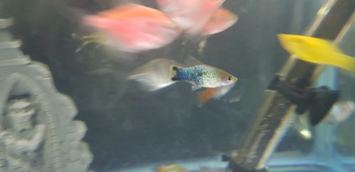 Pez Platy Azul Spotted 