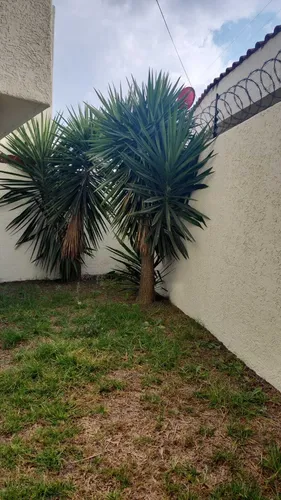 Casa Venta Y Renta Los Castaños