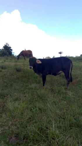 Imagen 2 de 7 de Venta De Terreno En El Junko