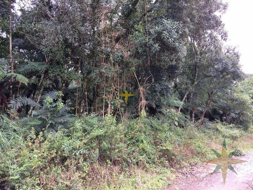 Imagem 2 de 3 de Terreno Em Canela - 161