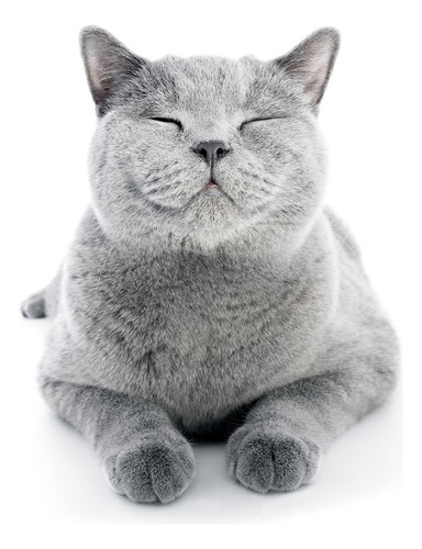 Skoon® arena Premium para gato con diatomax bolsa de 3.6kg