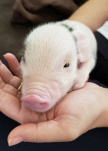 Mini Pig Original. Micro Pig. Mini Porco