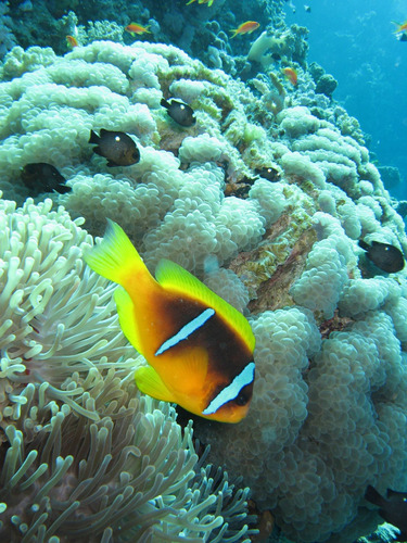 Cuadro 60x90cm Coral Mar Peces Agua Arrecife Acuario M3
