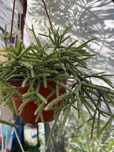 Imagen 4 de 5 de Rhipsalis Pilocarpa - Planta Exótica