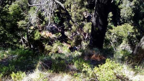 Imagen 4 de 28 de Grupo Patagonia Vende 4.2 Hectáreas (todos Los Servicios Instalados Y Costa De Arroyo). Sobre Camino A Valle Escondido -club De Campo-, San Martín De Los Andes, Patagonia Argentina