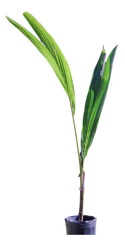 Palmera Cocotera Bahiana Envios Foto Real