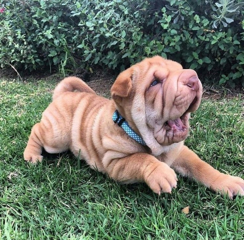 Sharpei 1 Beige