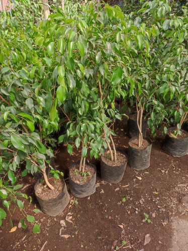 Ficus Benjamina L 1 M Planta Interior Ornamental