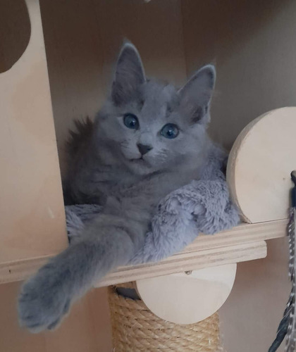 Gatitos Raza...... Nebelung....