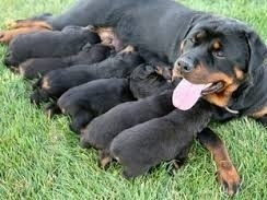 Rottweiler Cachorros Puros Premium