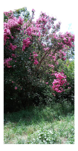 Crespón. , Lagerstroemia , Árbol Floral