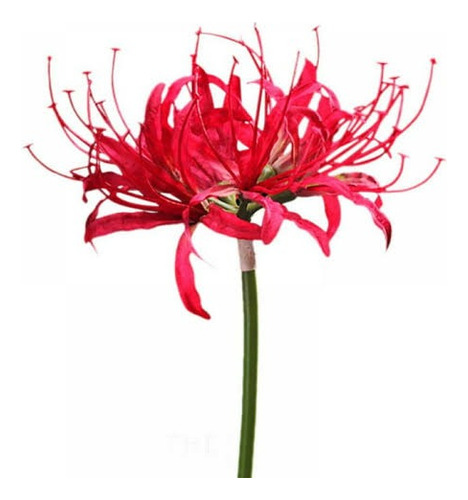 1 Bulbo De Lirio Aranha Vermelho