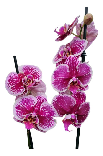 Orquídea Grande!!!!
