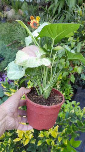 Sygnonium Confetti , Exótica Y Bella Sin Flor