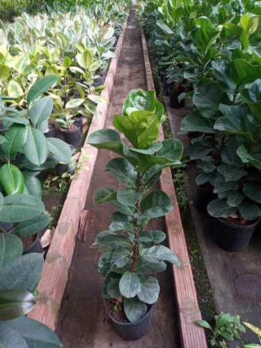 Ficus Pandurata - Hermoso - Entrega Gratis Caba Y Gba