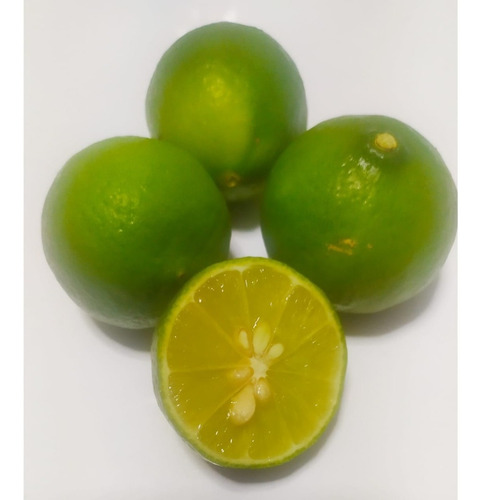 Limón Sutil - Citrus Aurantifolia X Mayor Y Menor