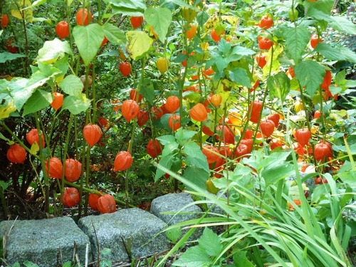 Physalis Alkekengi Lanterna Chinesa -sementes Flor Pra Mudas