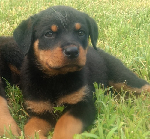 Rottweiler