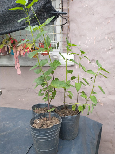 Plantín Parietaria Officinalis (buscapina)
