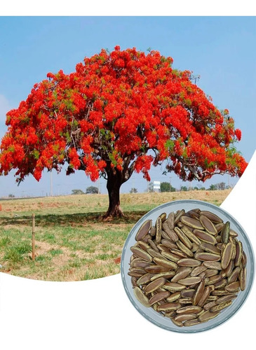 25 Sementes Flamboyant Vermelho (alta Germinação)