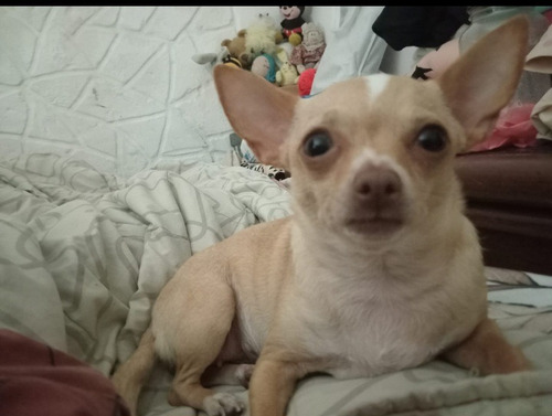 Chihuahuas De 2 Meses Y 8 Dias Para Entregar 23314551 Beige Y Blancos Hembras Y Machitos
