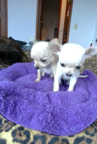 Cachorros Chihuahua Minitoy En 480
