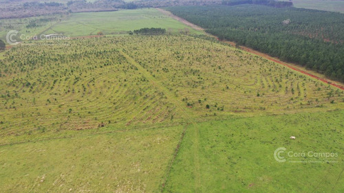Imagen 3 de 8 de Se Vende Campo De 136 Ha A Tranquera Cerrada En San José, Misiones.