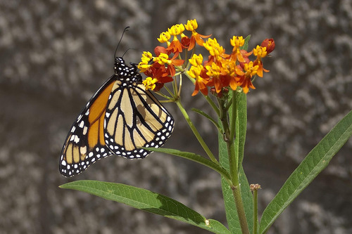 Alimento Para Mariposas - Asclepia Curassavica