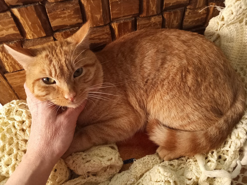 Gatito Macho Anaranjado Garfield